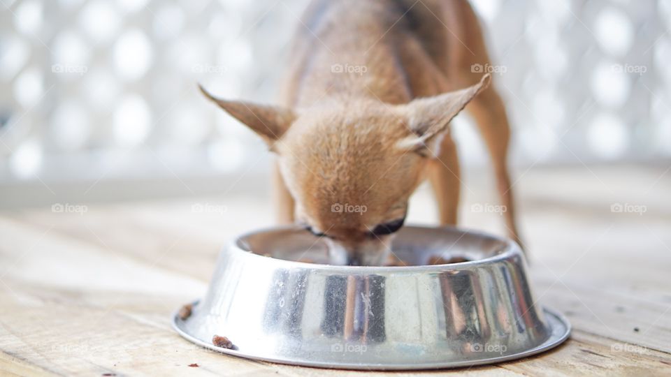 Puppy feeding time