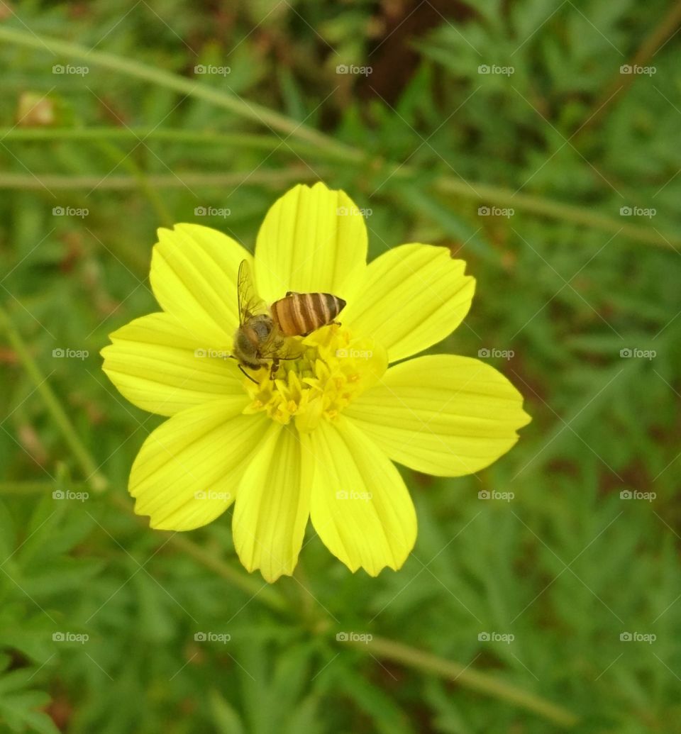 India Puducherry barathi park yellow flower with honey bee amazing to see
