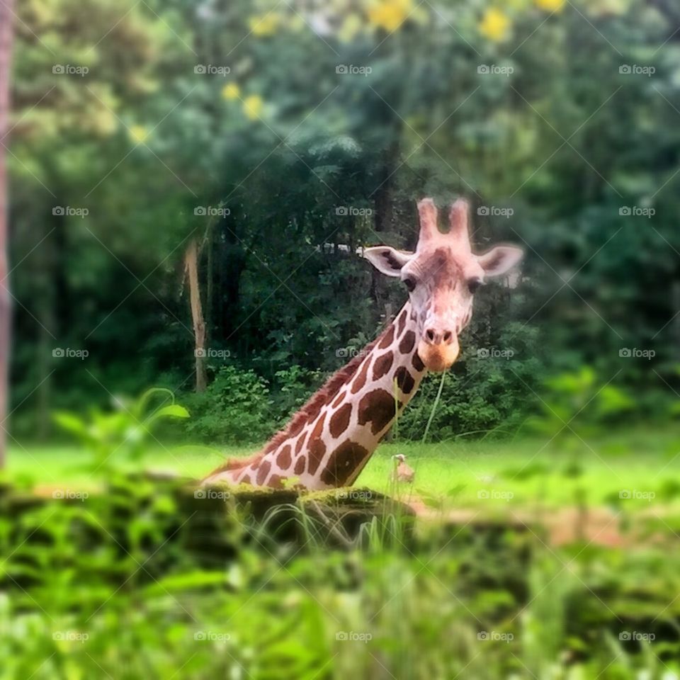 Hello there giraffe 