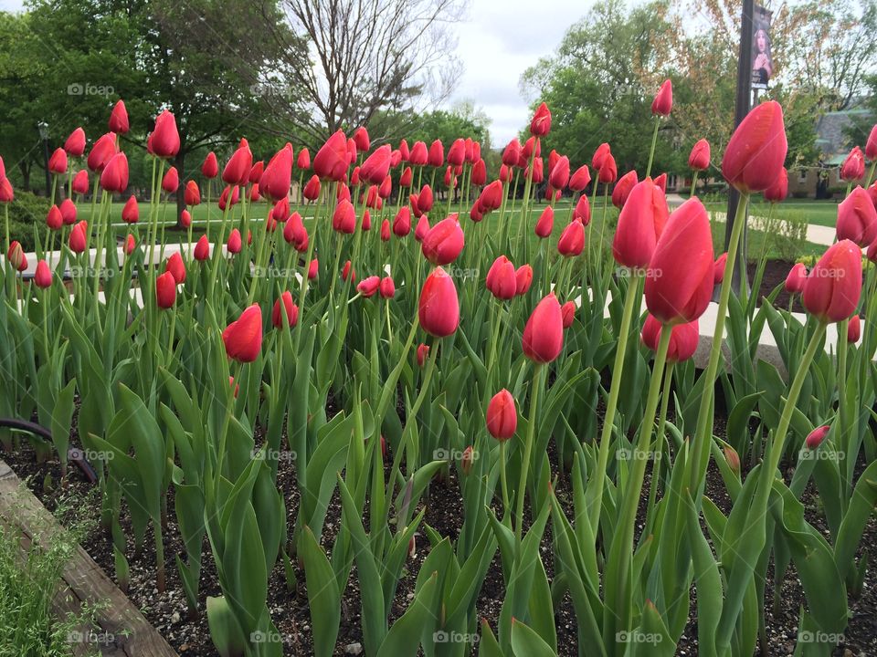 Tulips, Eternal spring, 