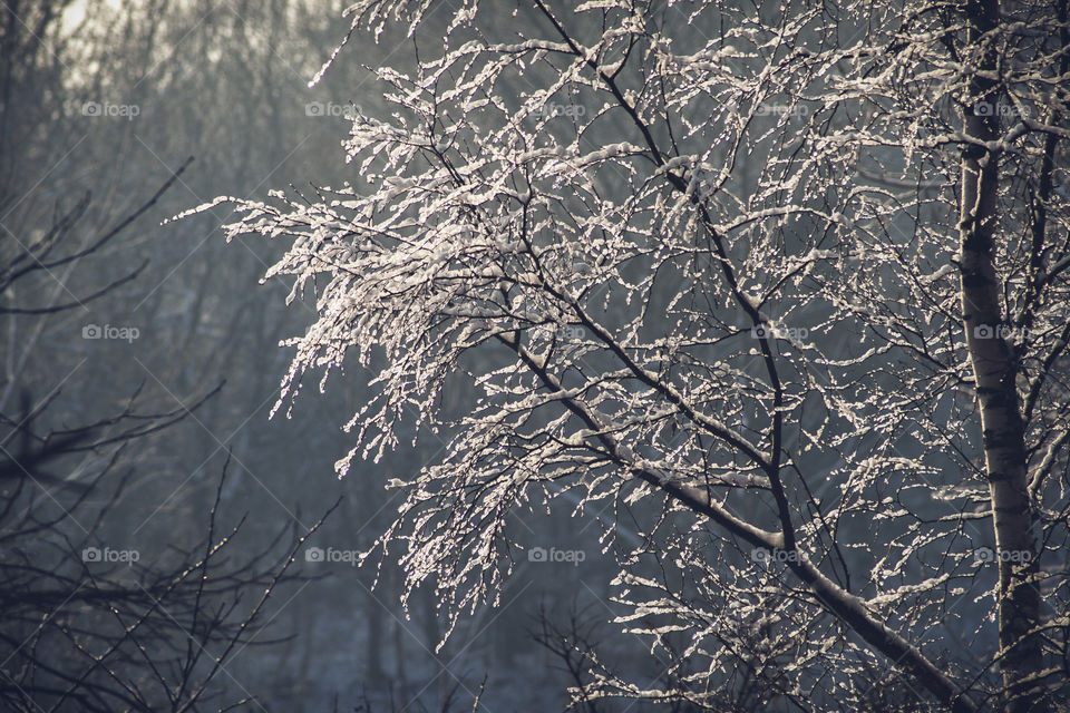 Tree in the snow