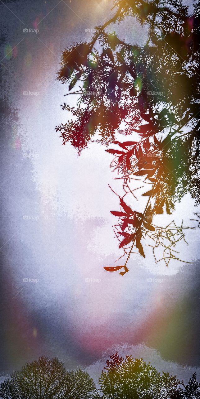 sun trying to peek through the clouds above the trees