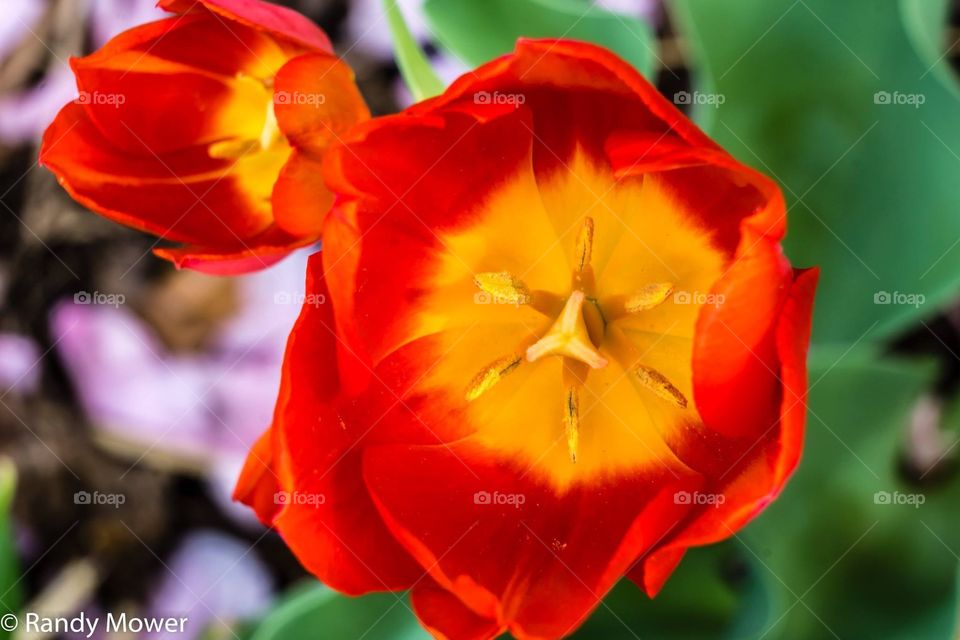 Tulip