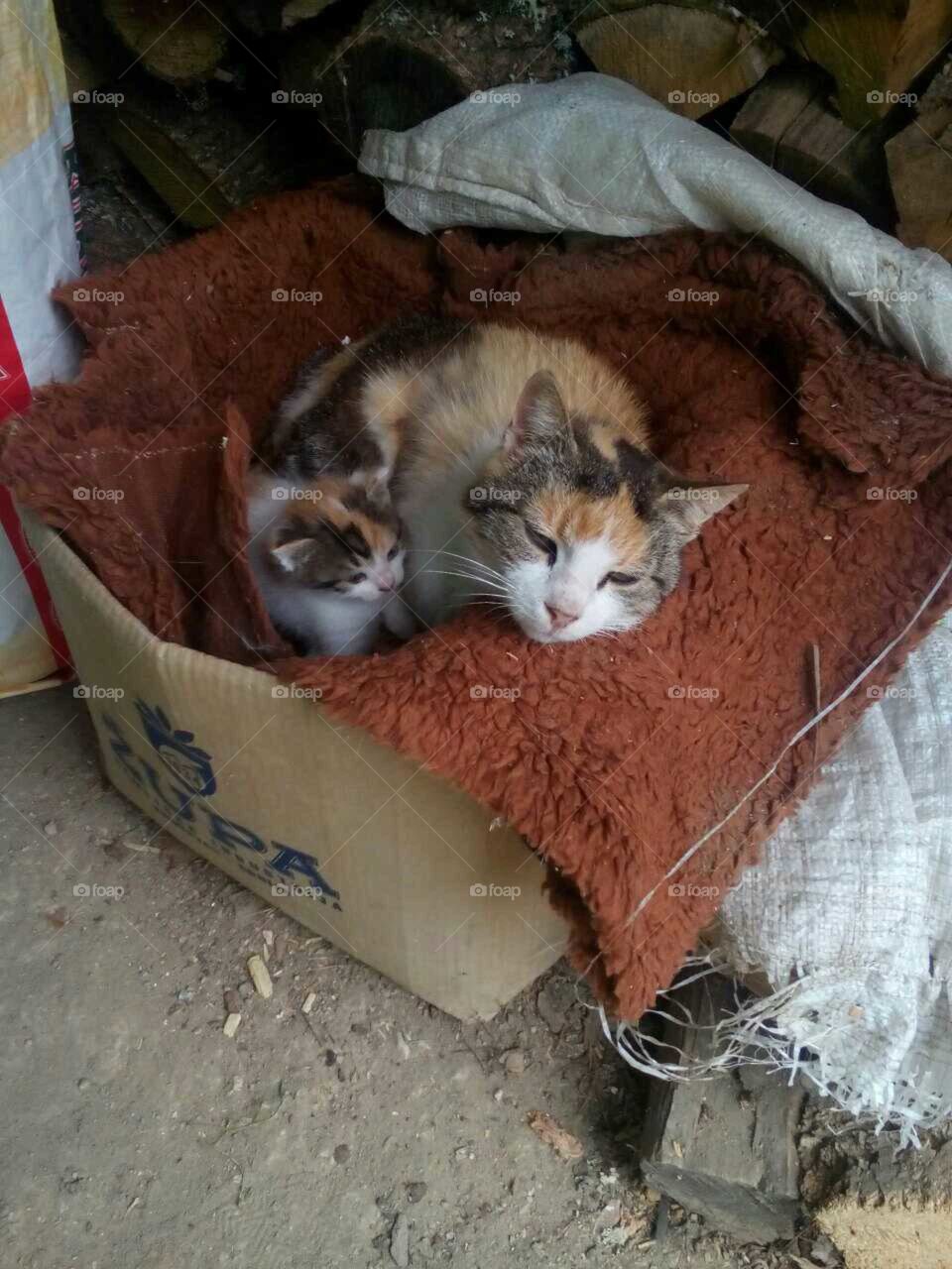 Save from the street