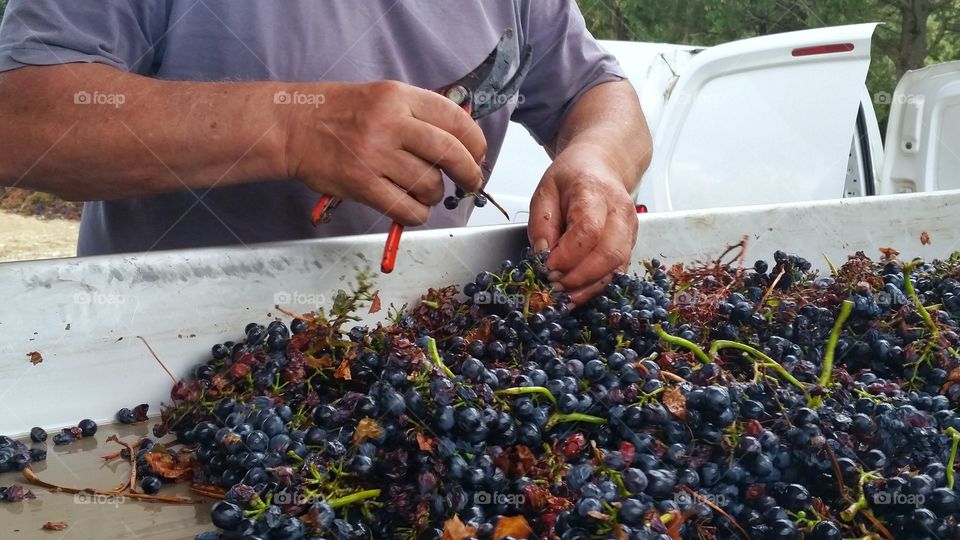 View of man's hand arranging grapes for wine