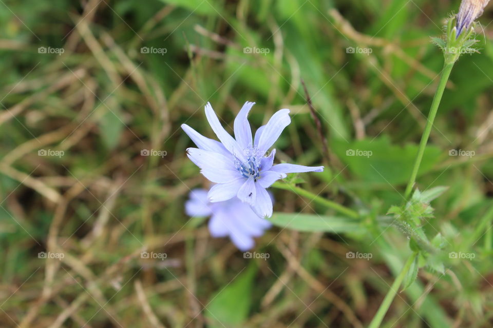 Small Purple Flower