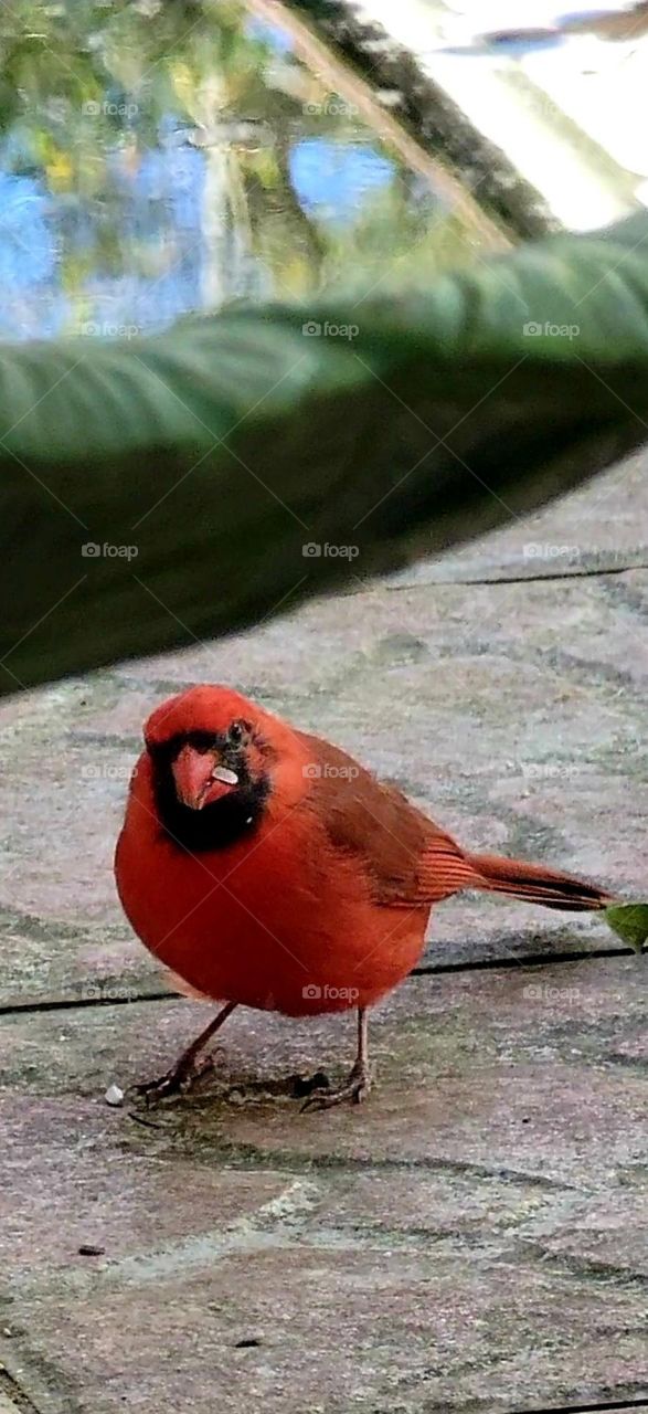 Male Cardinal all dressed up in his springtime best!