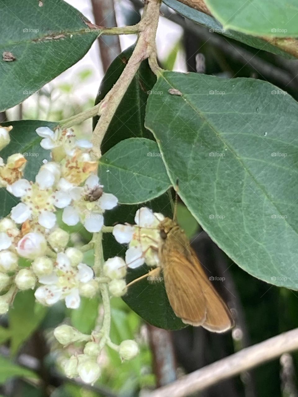 Cacho de flores miudas e brancas, sobre elas uma pequena borboleta bege escura sugando o néctar das flores.