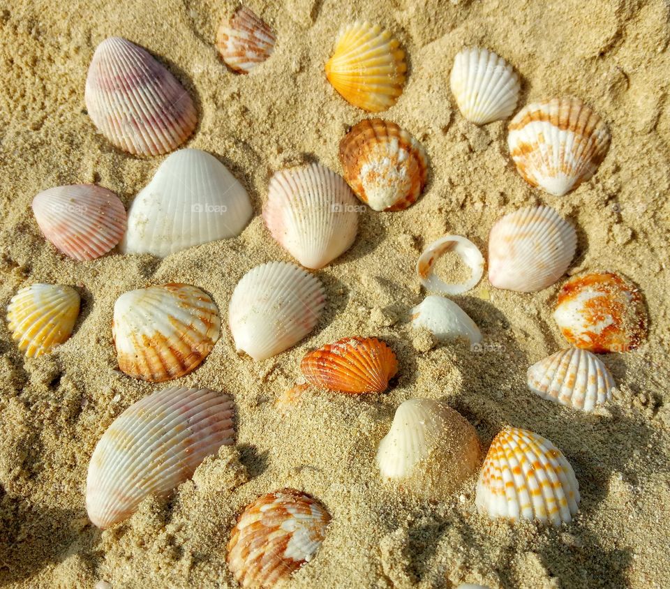 shells on the kite beach in Dubai