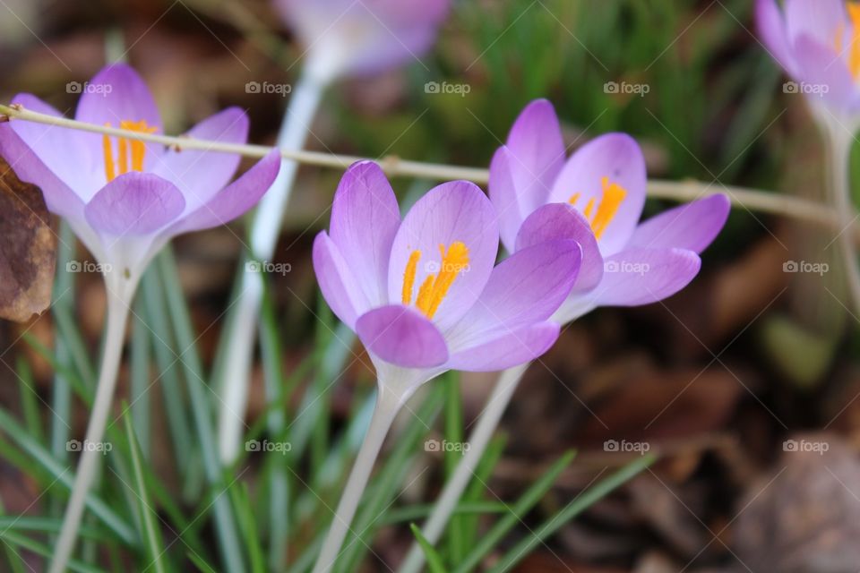 Purple Flowers 