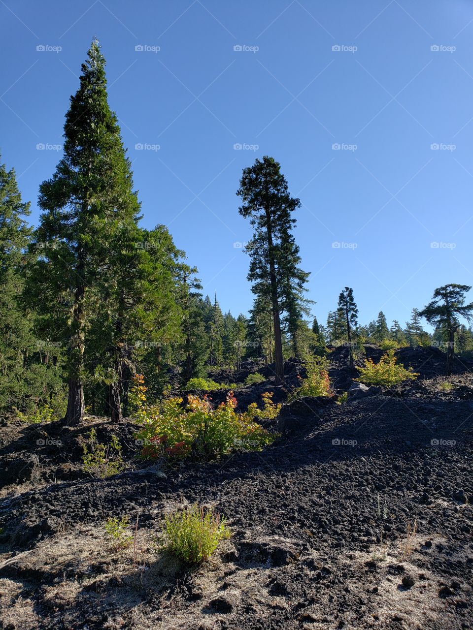 Hardened lava rock covers the forest floor among the fir trees and bushes on a sunny summer morning in Western Oregon. 