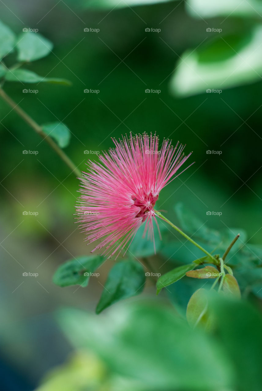 Pink flower growing on plant