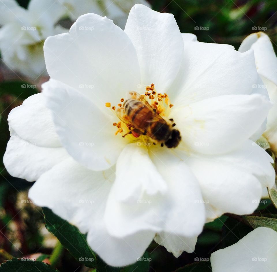 Bee on White rose