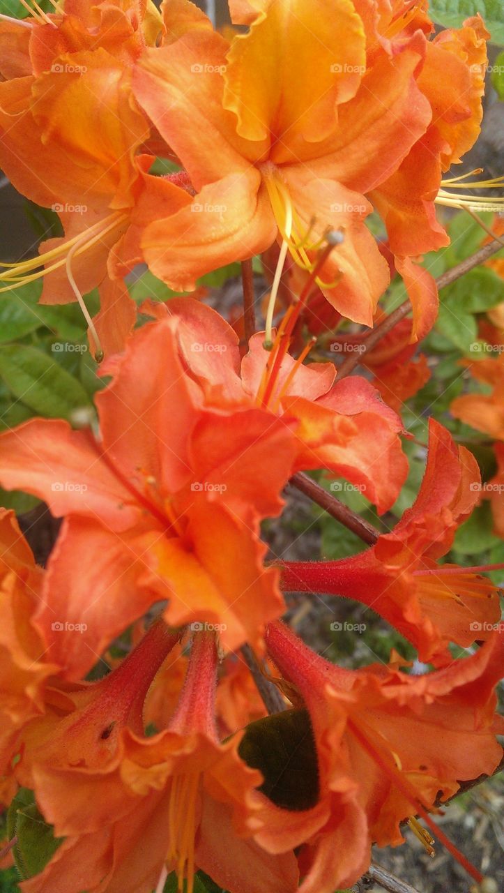 Orange Burst