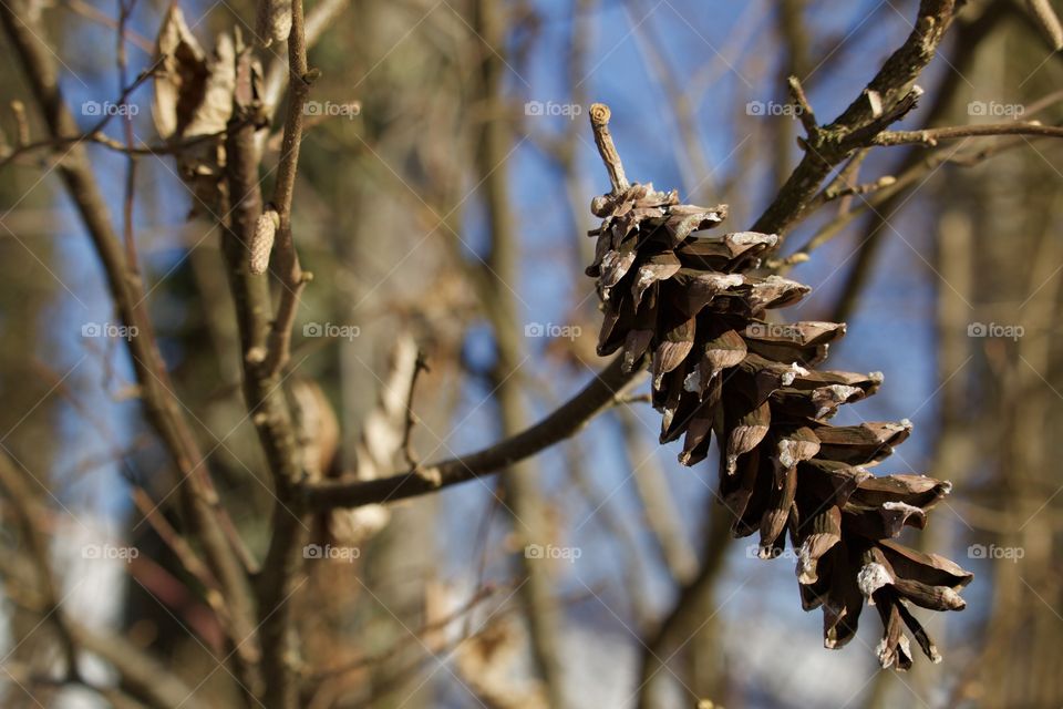 Fir Cone