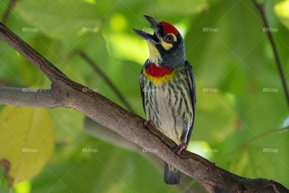 Bird ID - Coppersmith Barbet 