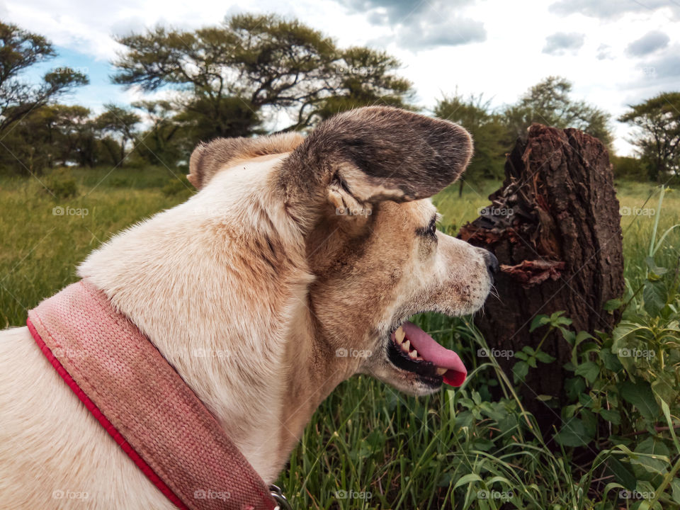Happy dog exploring in the woods ☺️