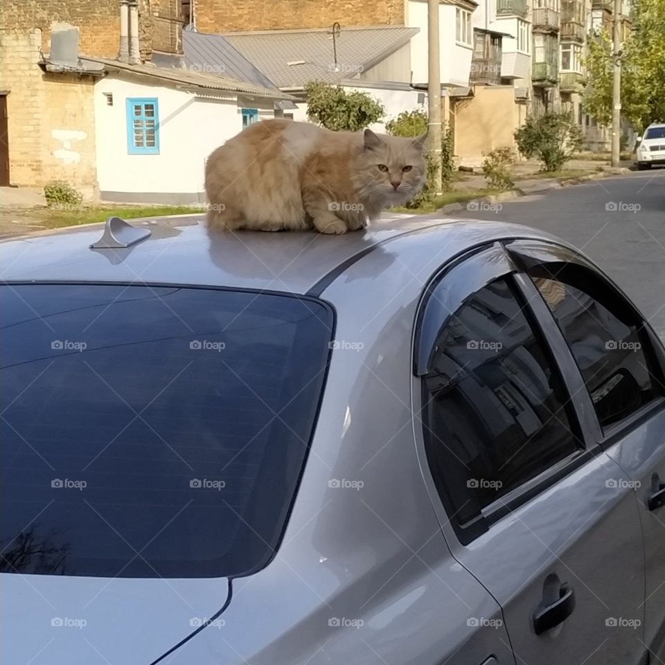 cat by car