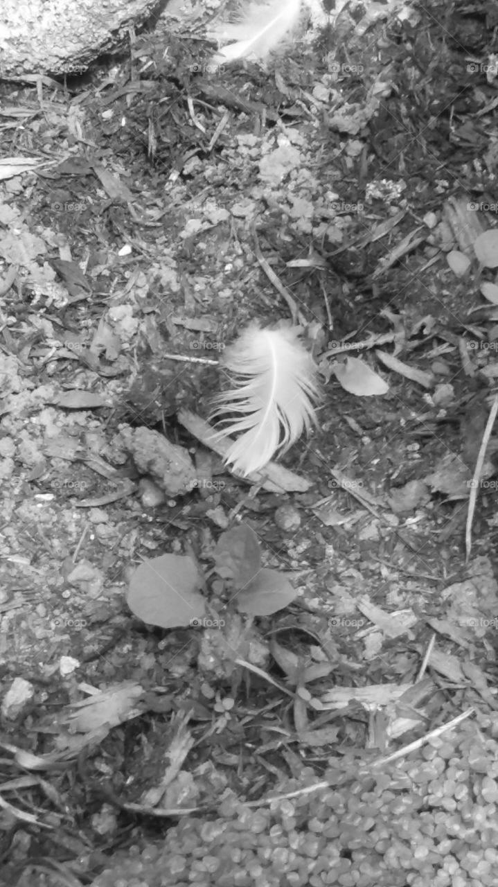 feather