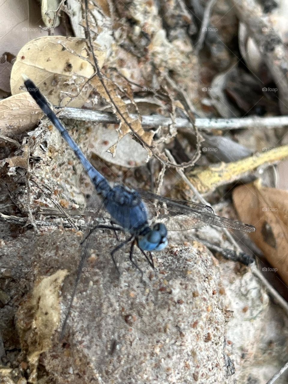 Dragonfly @ my garden, Nakhonsawan province. ( Thailand 🇹🇭