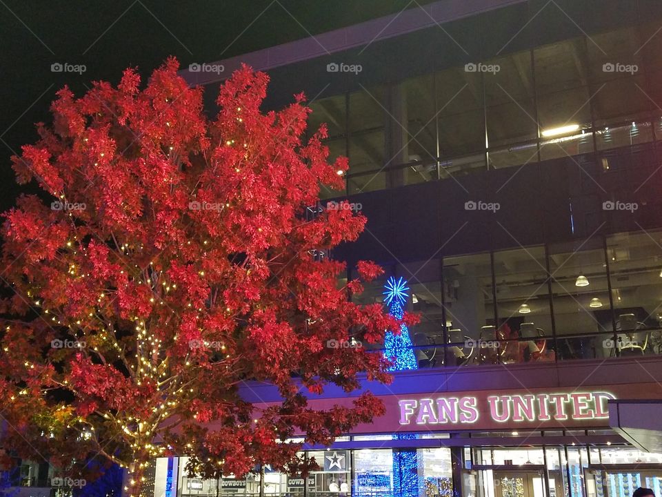 Fall colors. The Blue Christmas Tree is outside but reflection is inside.