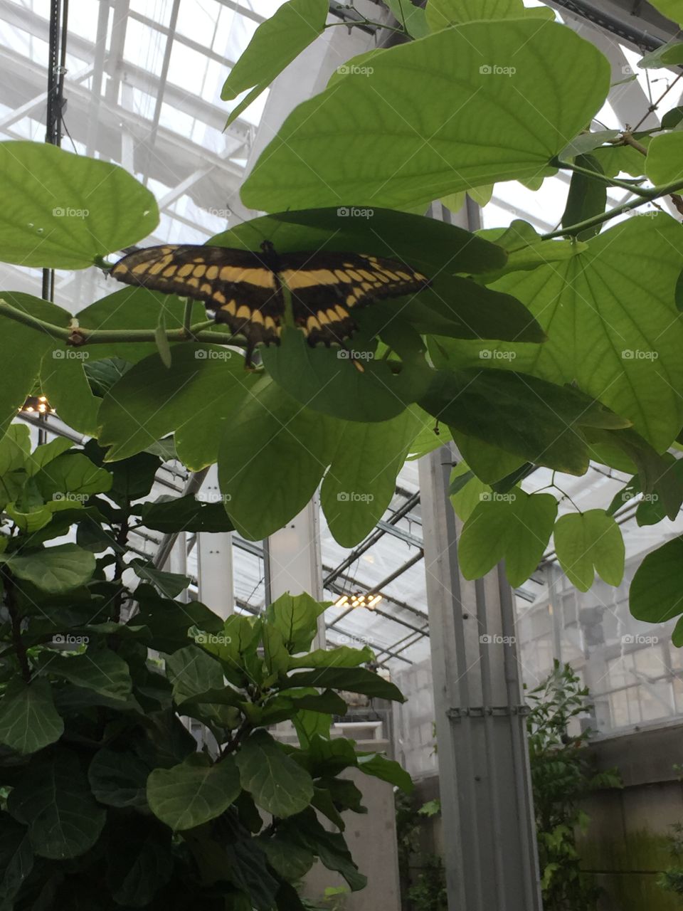 Butterfly Buddies hiding, One is in Plain Sight. Can you spot where we might be tonight? 