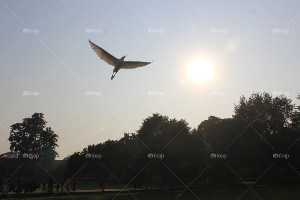A white bird opened her wings wide flying in the sky under the sun above the ground