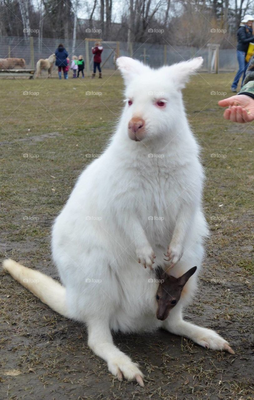 Kangaroo