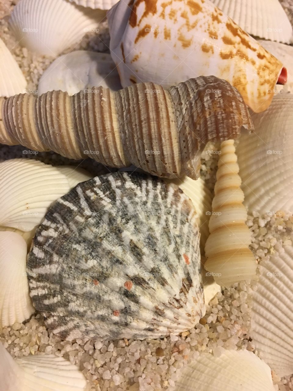 Variety of a seashell