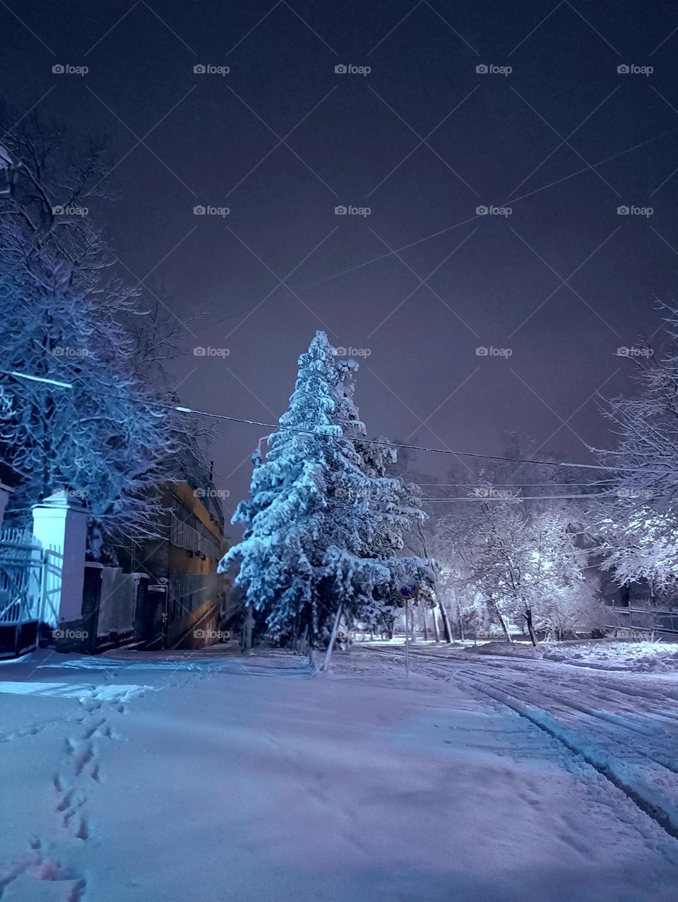 Spruce under a fur coat made of snow