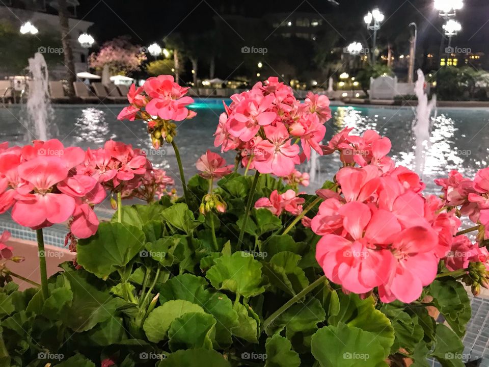 Pink flowers by pool 