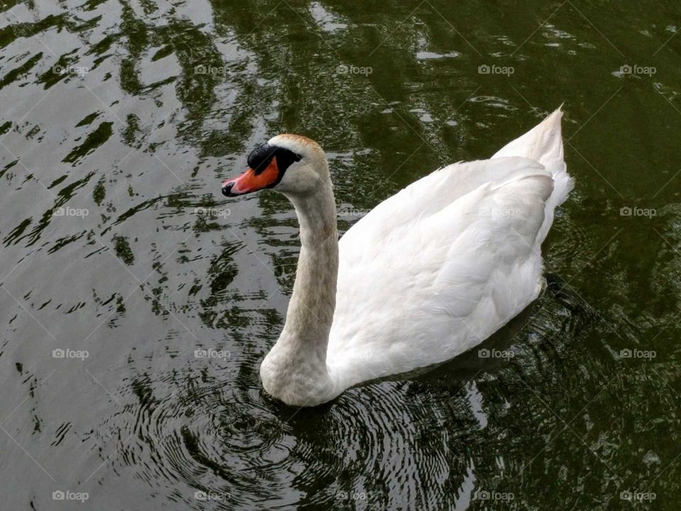 swan