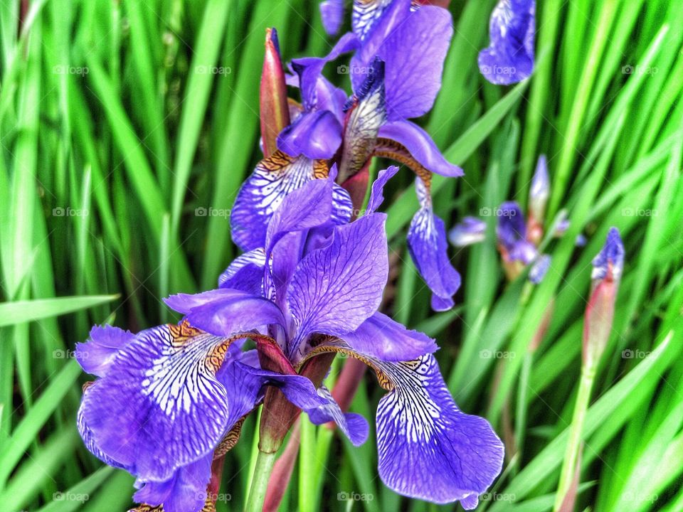 Iris