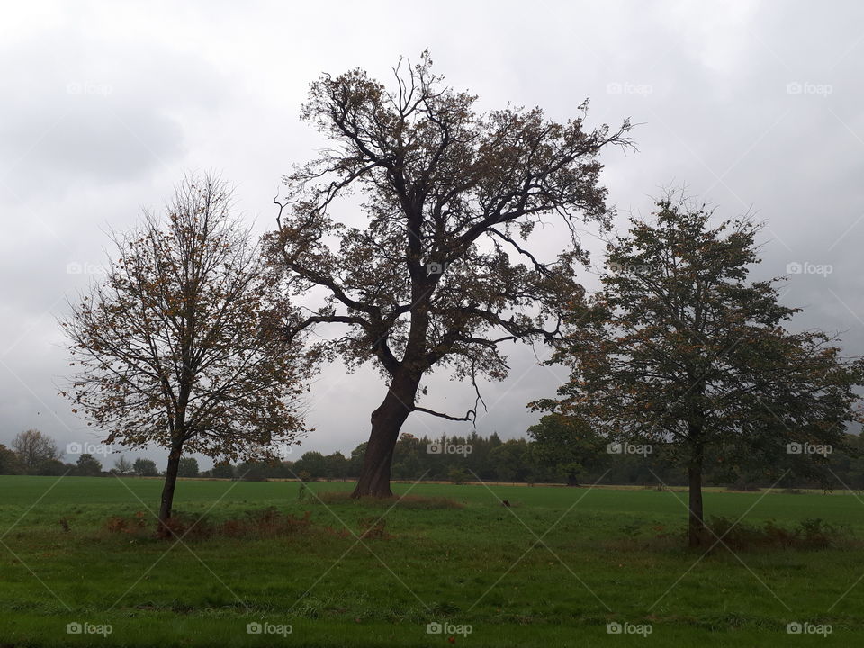 Landscape, Tree, No Person, Grass, Nature