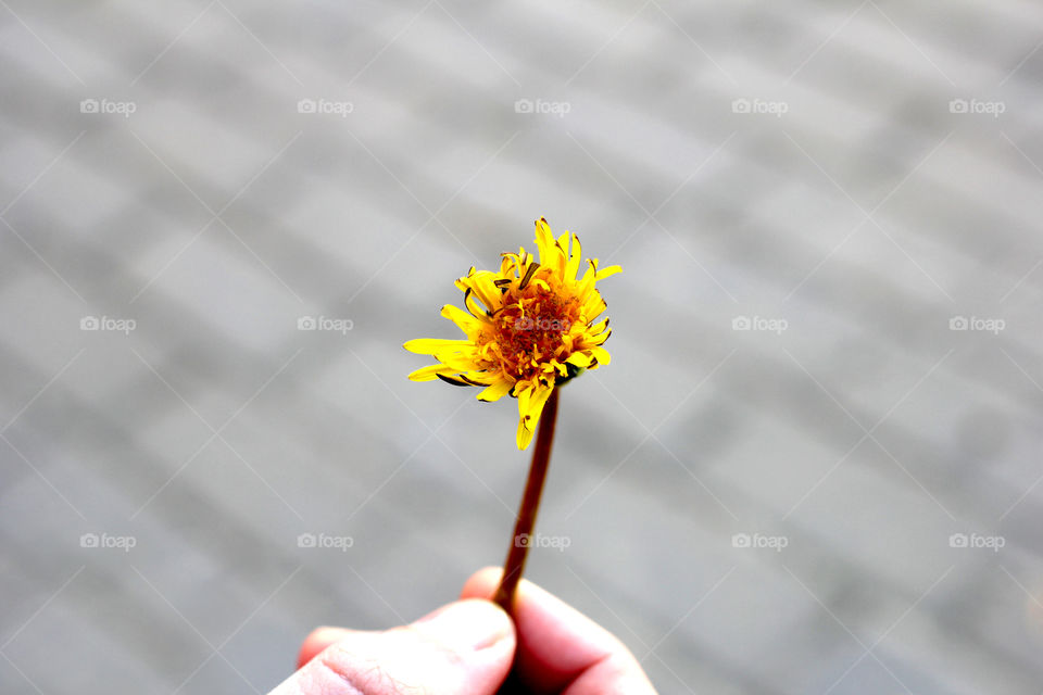 Dandelion, flower, vegetation, plants, meadow, meadow, village, sun, summer, heat, nature, landscape, still life, yellow, white, beautiful, furry,