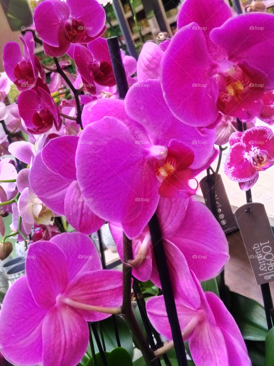 орхидеи
