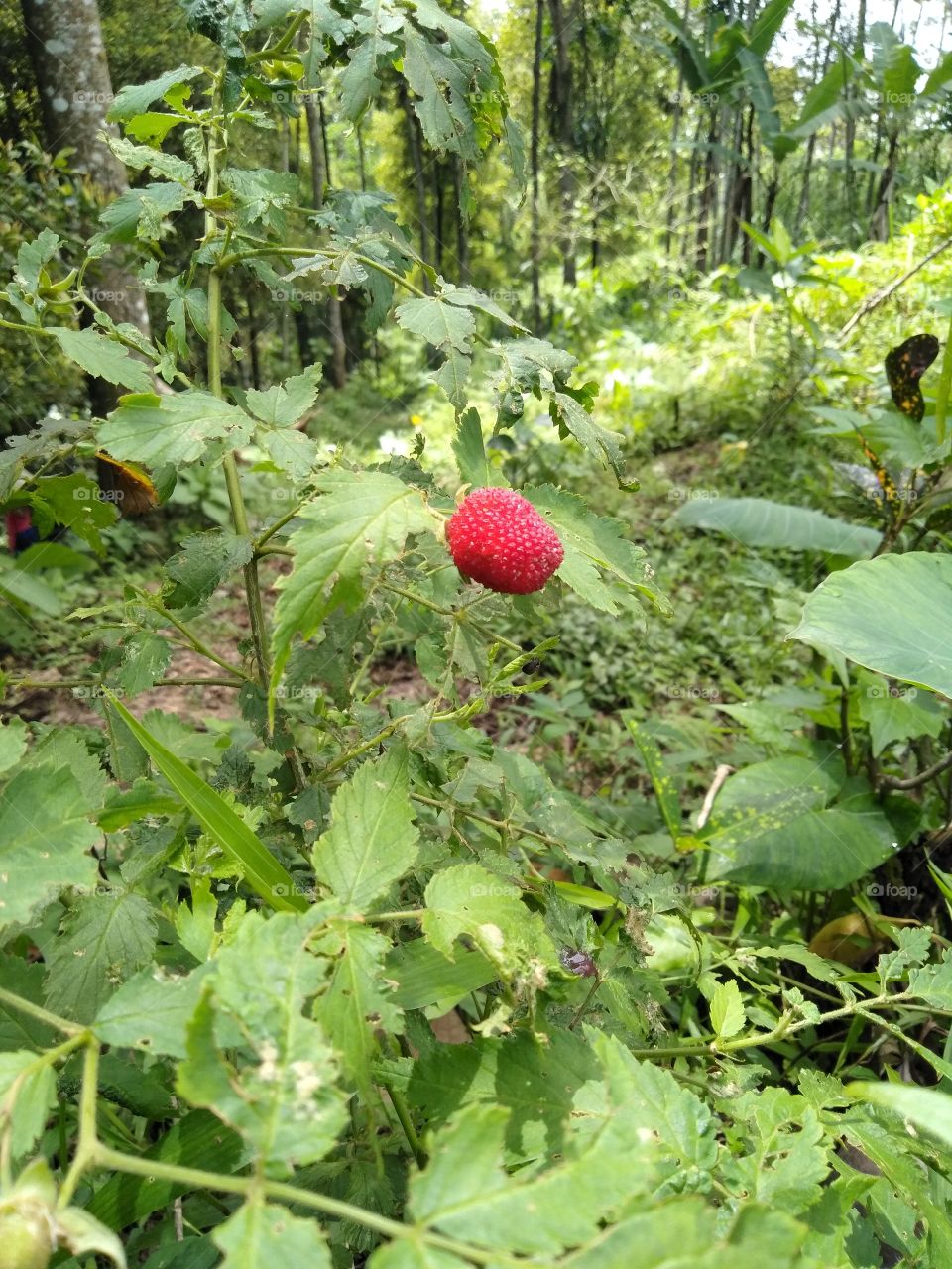 strawberry java it's calingan