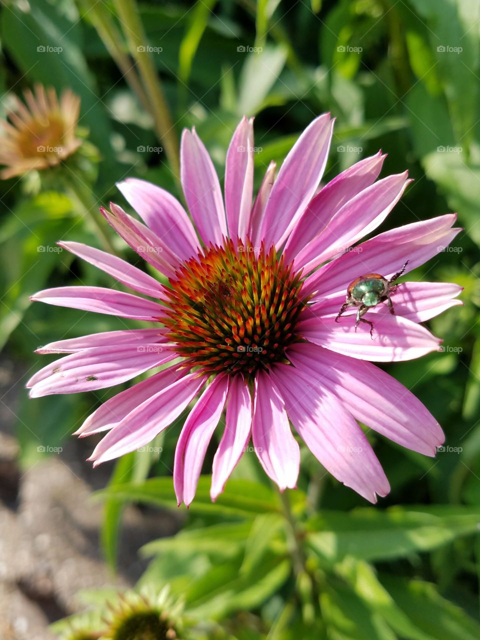 flower with June beetle