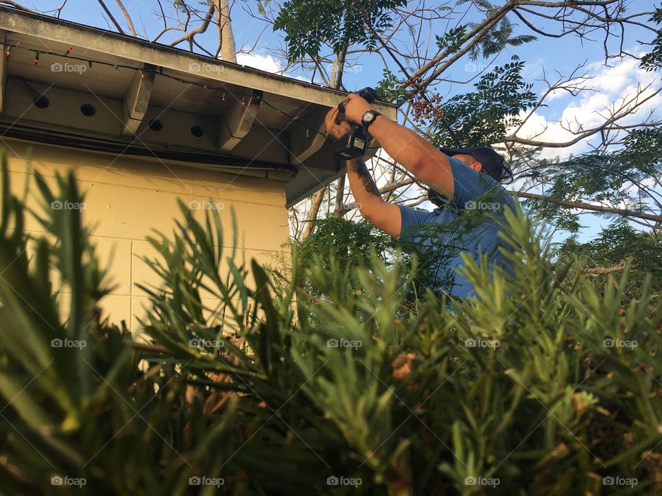 Amongst the shrubs is a determined husband setting up Christmas lights
