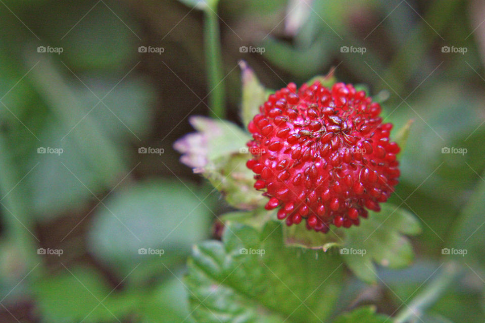 Red fresh berries green leaves blossoming