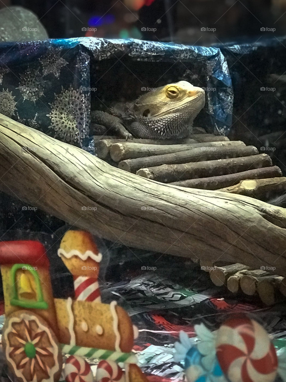 Ho, ho, ho! Everybody’s getting in the holiday spirit! Even the man cave was decorated! But my beautiful Bearded Dragon had enough of the Christmas hat! 🎄