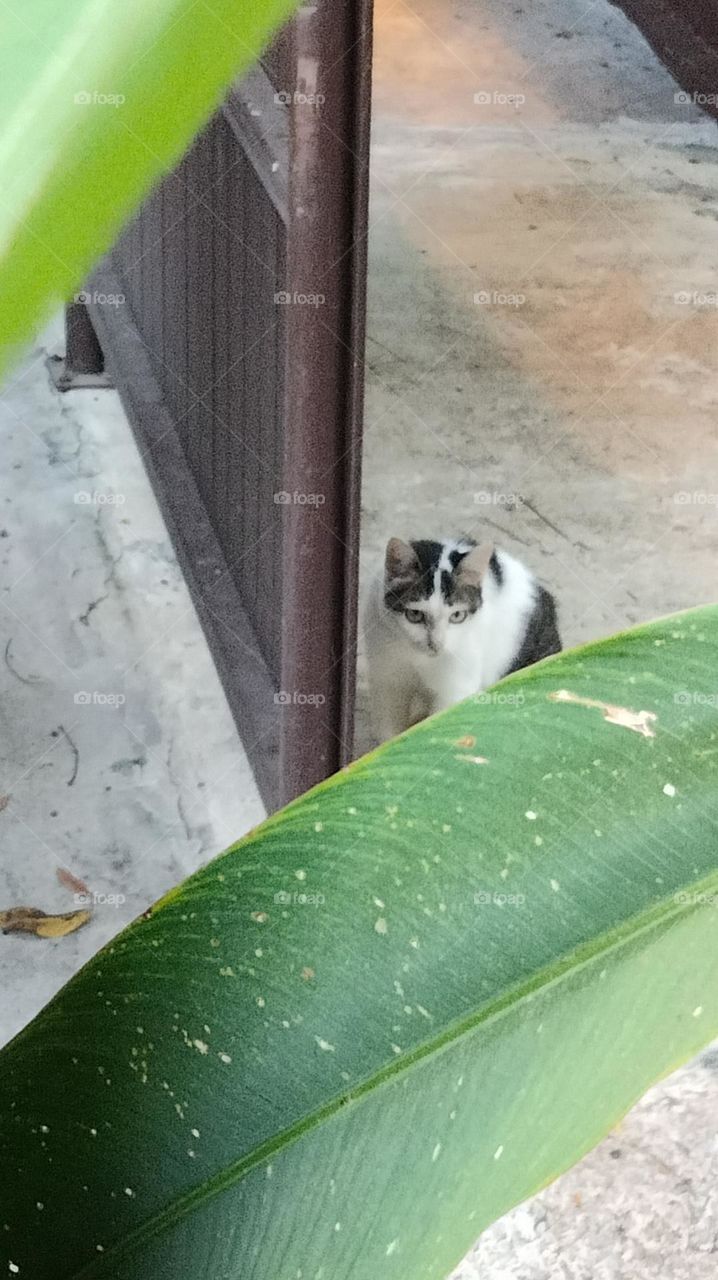 A fat cat that I met by accident.
