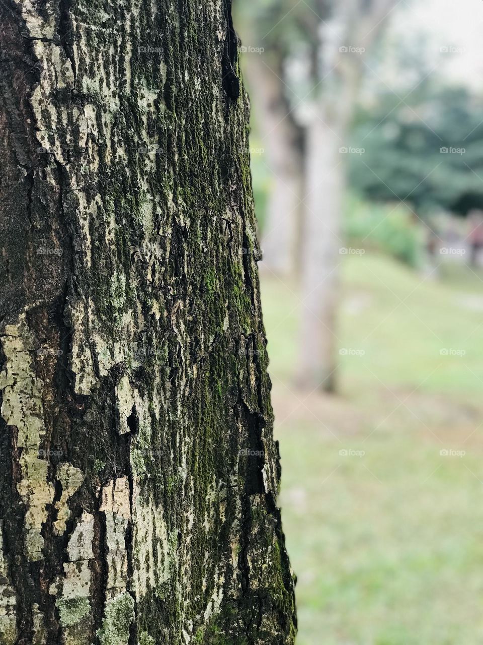 Portrait picture of wood of tree