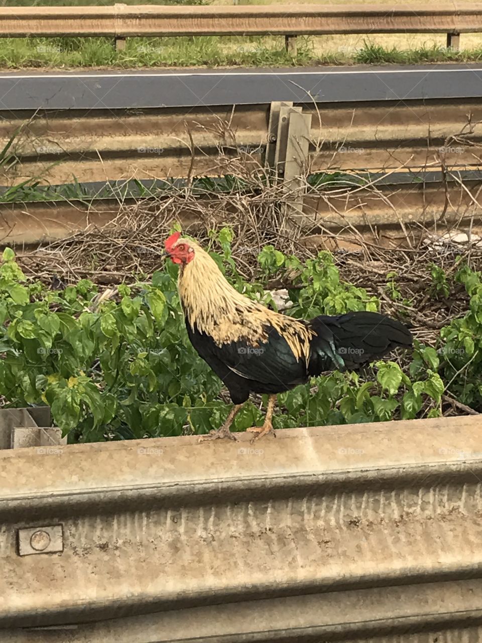 Just one of the local chickens in Maui. 