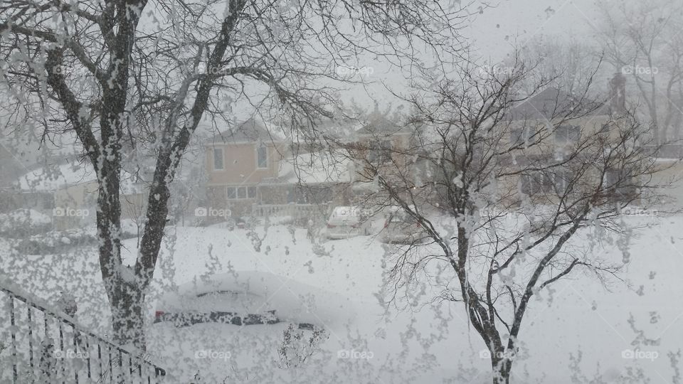 Winter, Snow, Cold, Frost, Tree