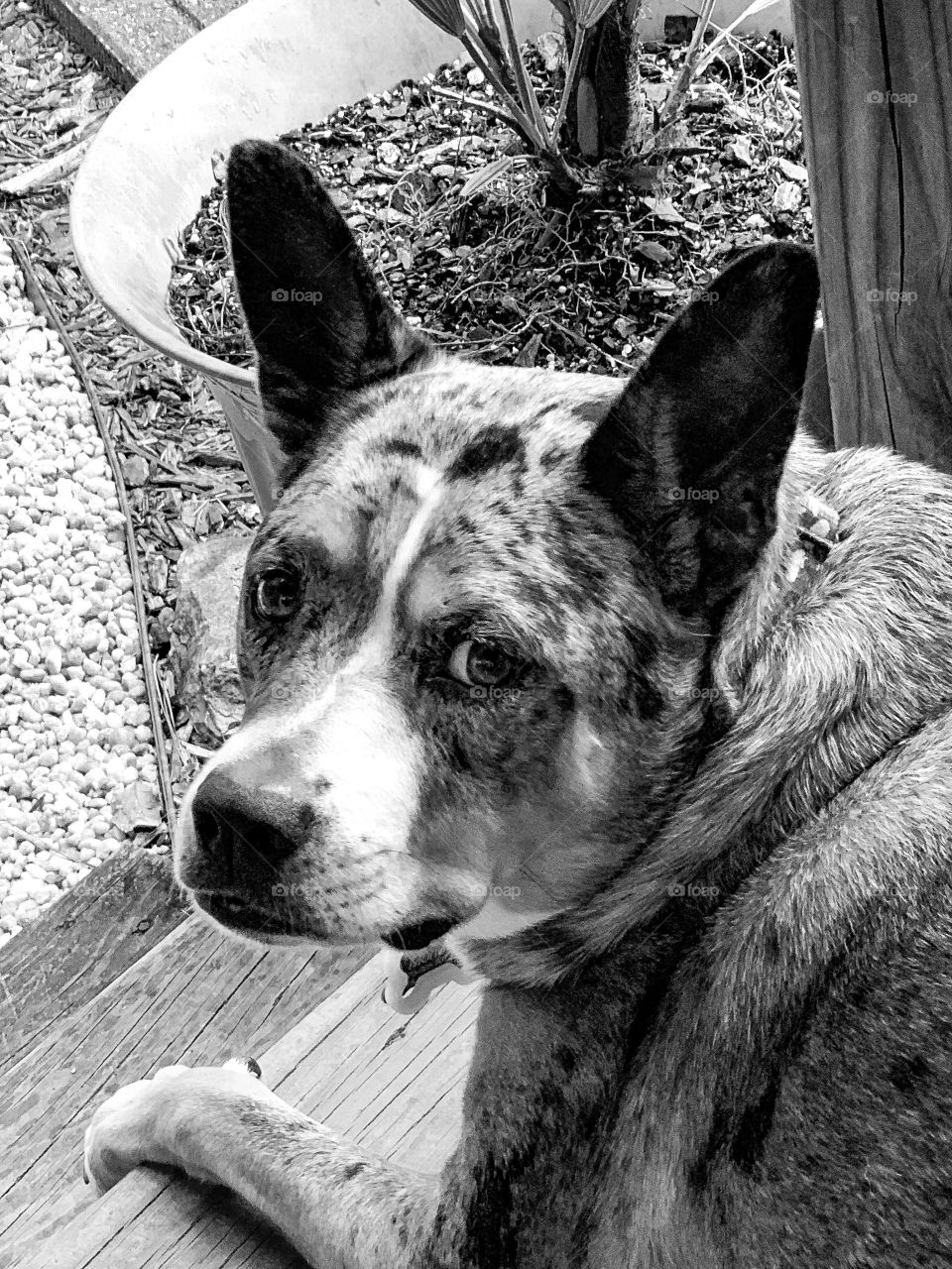 Catahoula leopard dog close up of head turning to look directly 