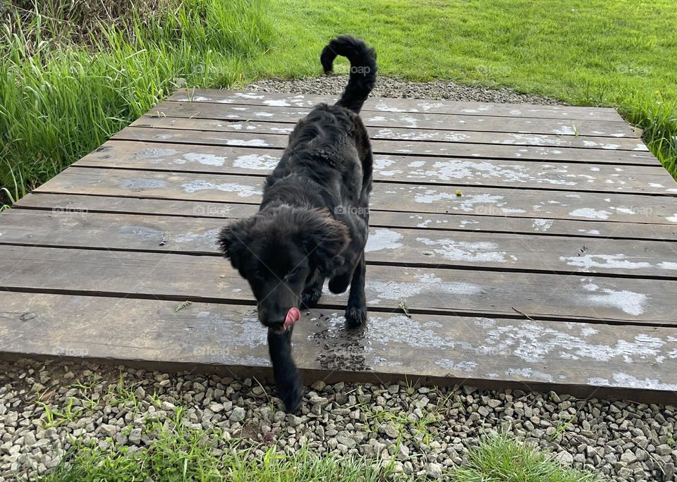 Dog on wooden bridge