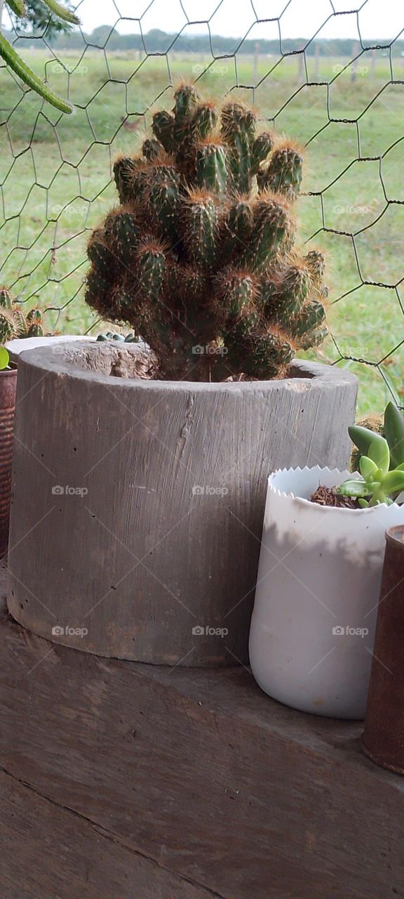 mi cactus espinoso