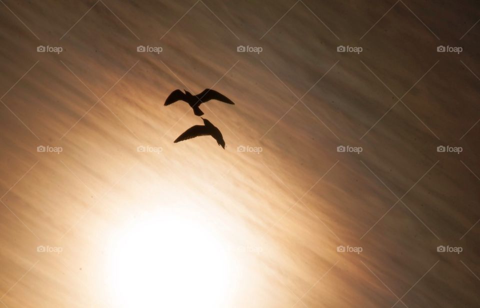 Birds at sunset