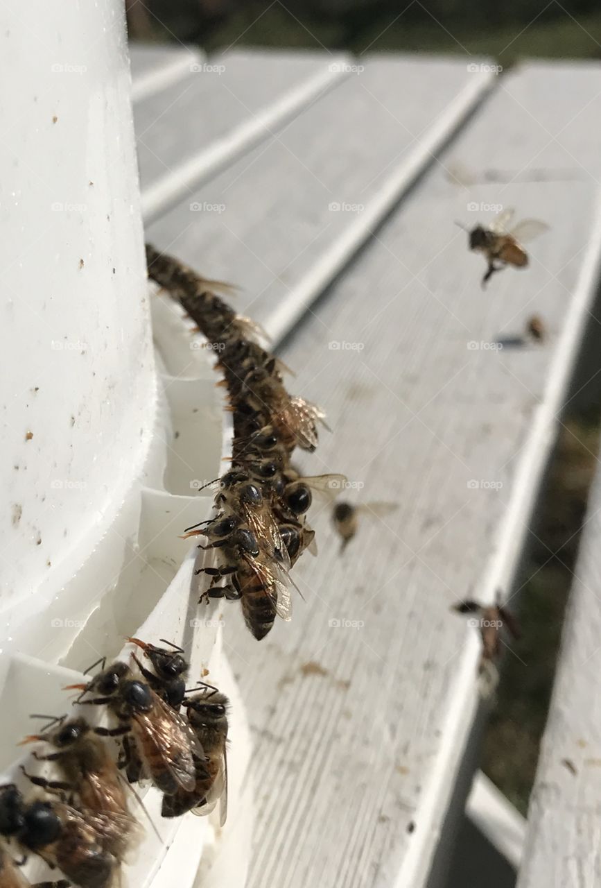 Bee Buffet, Honeybees Feeding